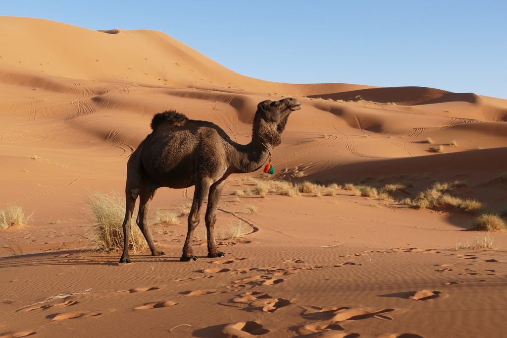 Animali del Marocco