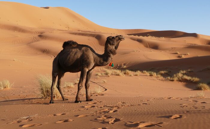 4 days tour from Marrakech to Merzouga