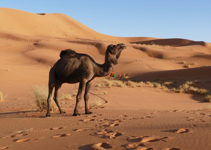 4 days tour from Marrakech to Merzouga