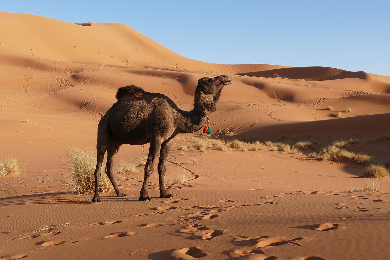 Morocco wildlife