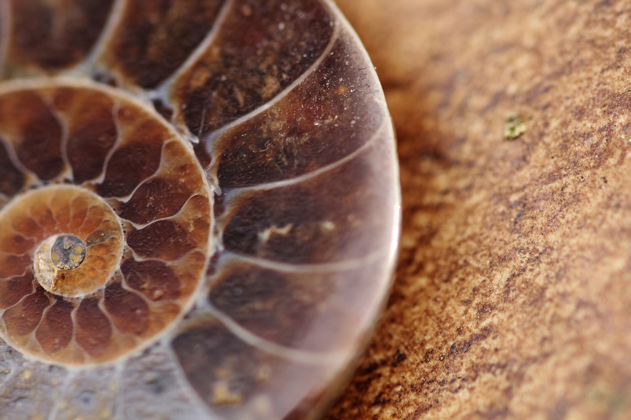 Moroccan Fossils