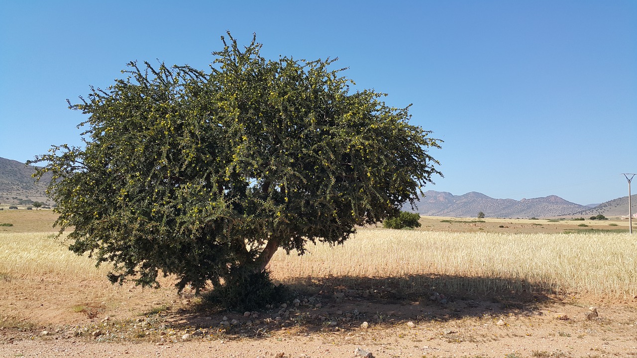 Moroccan Argan oil